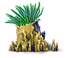 Seaweed 4