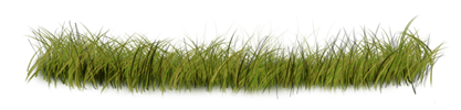 Lion grass