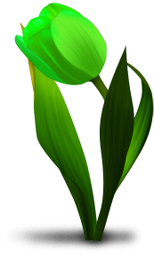 Tulip