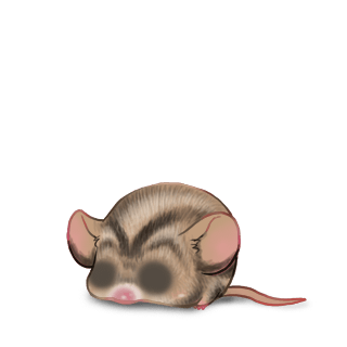 Adopt a Beige and Black Mouse
