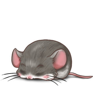 Adopt a Black Mouse