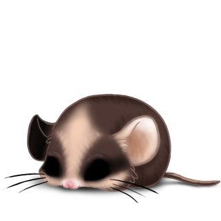 Adopt a Mandou Mouse