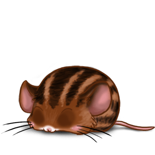 Adopt a Brown striped Mouse