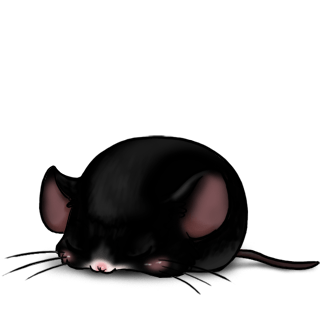Adopt a Black Mouse