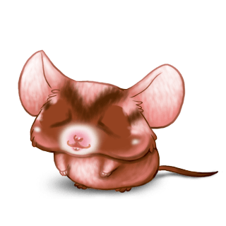 Adopt a Angora apricot Mouse