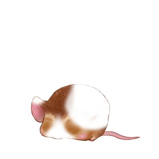 Adopt a Golden beige Mouse