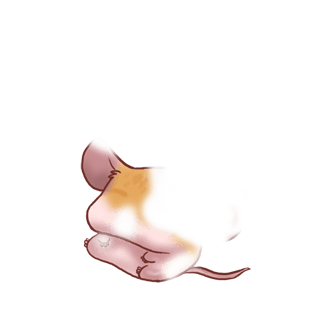 Adopt a Golden Mouse