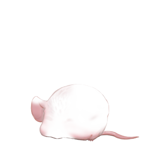 Adopt a Albino Mouse
