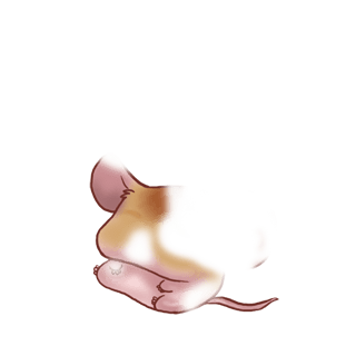 Adopt a Sunlight Mouse
