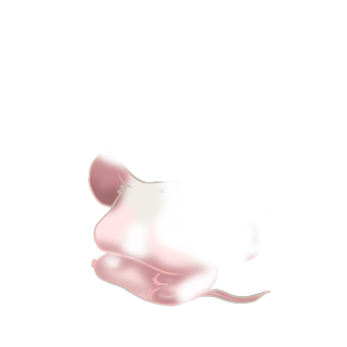 Adopt a White Mouse