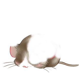 Adopt a Gray Mouse