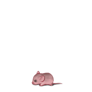 Adopt a Angora apricot Mouse